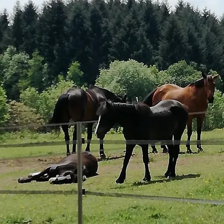 D'hote Equestre Au Petit Bonheur * Chateldon